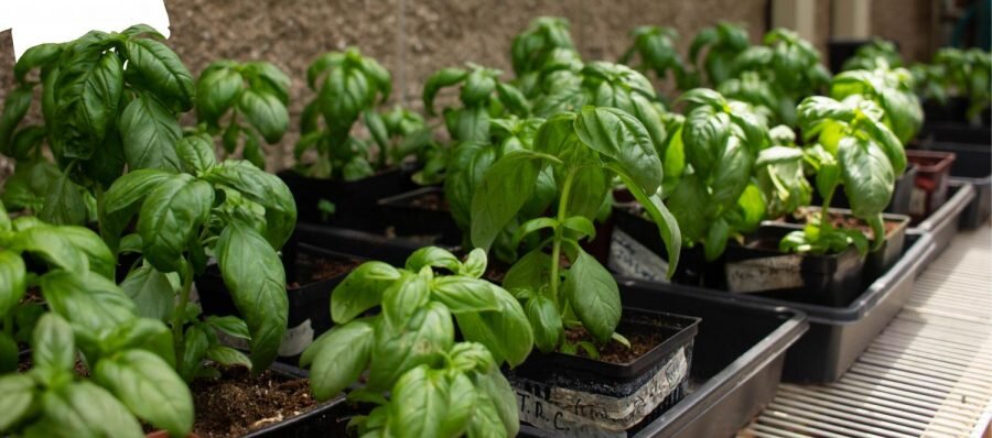 Skye McDonaldStudents grew and sold plants for the sale including basil.