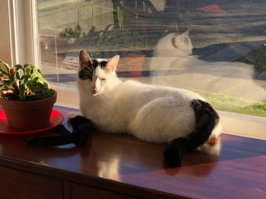 Henry the Cat lays on the windowsill at his house.