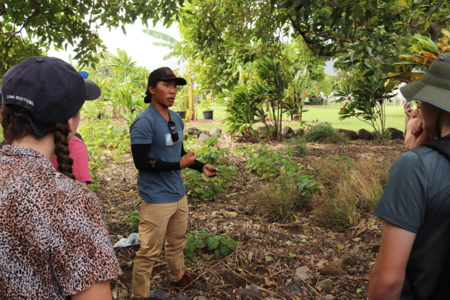 Ecology+students+learn+about+native+medicinal+plants%2C+such+as+Kukui%2C+at+Maui+Nui+Botanical+Gardens.